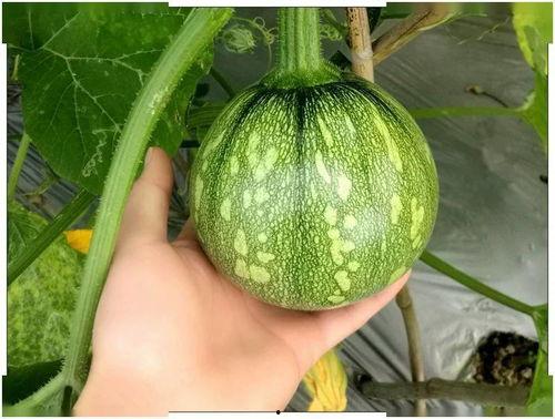 今日吃瓜重庆话,重庆话里的麻辣鲜香